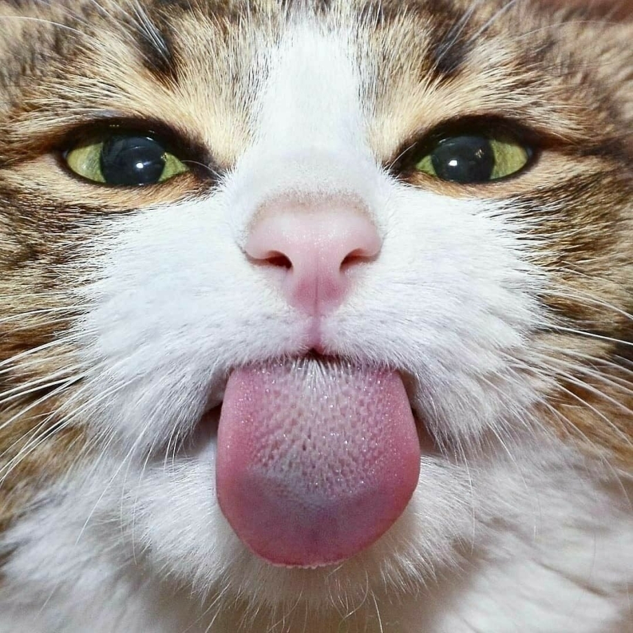 Кот показывает язык