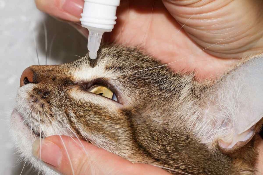 Ринотрахеит кошек герпес