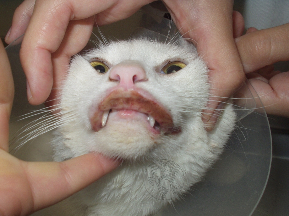 Без кота