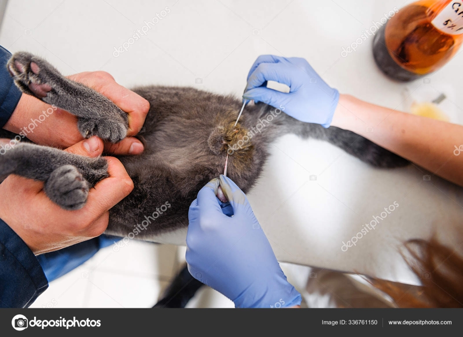 Кот стилизация
