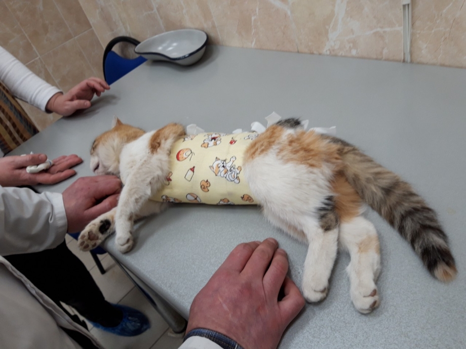 Стерилизация кошки операция