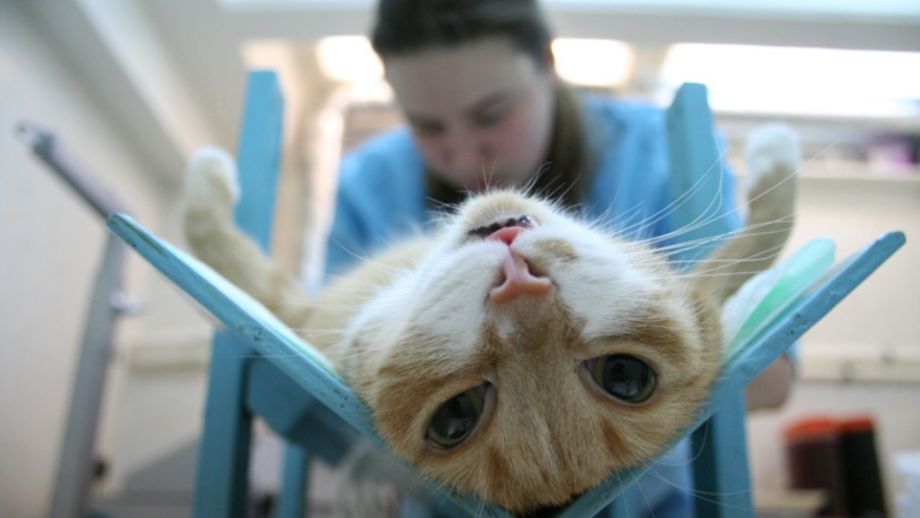 Кошка на операционном столе