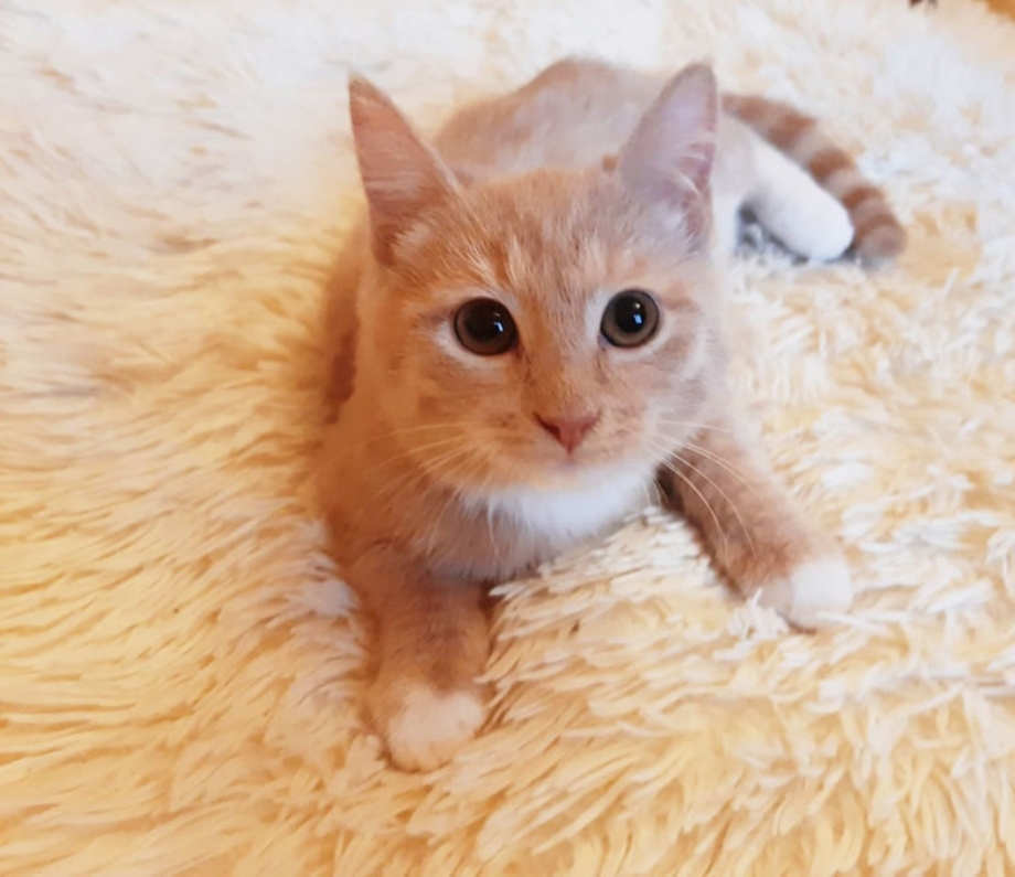 Котенок светло рыжий 5 месяцев