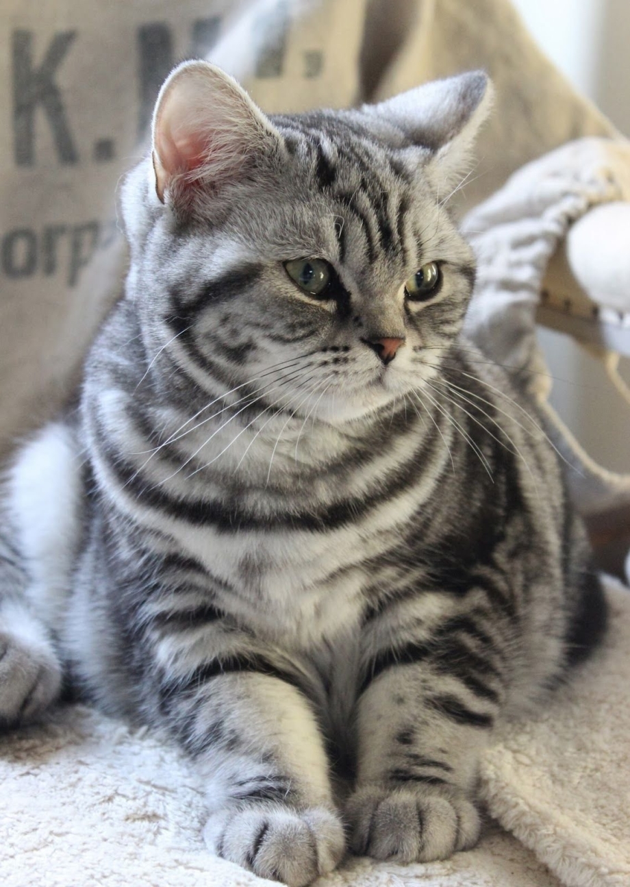 Шотландская короткошерстная табби