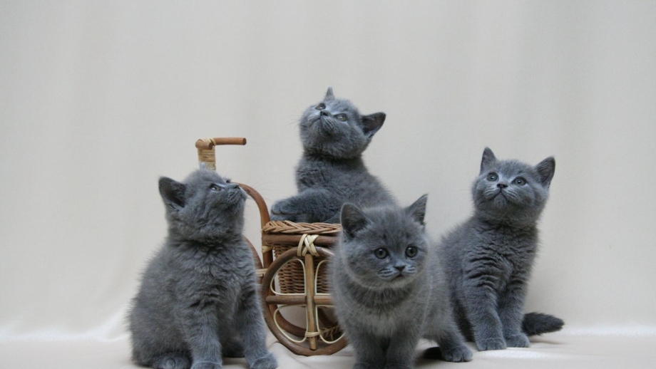Британская кошка полосатая