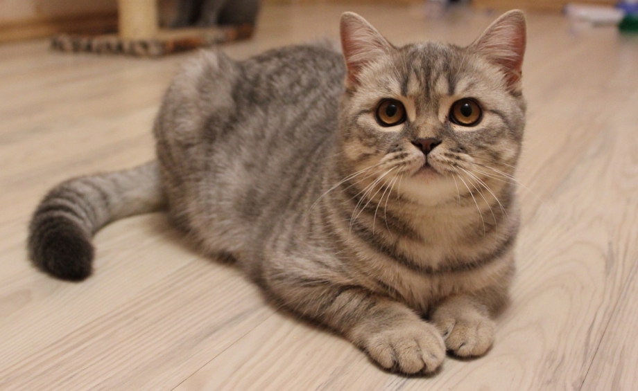 Британская кошка короткошерстная полосатая