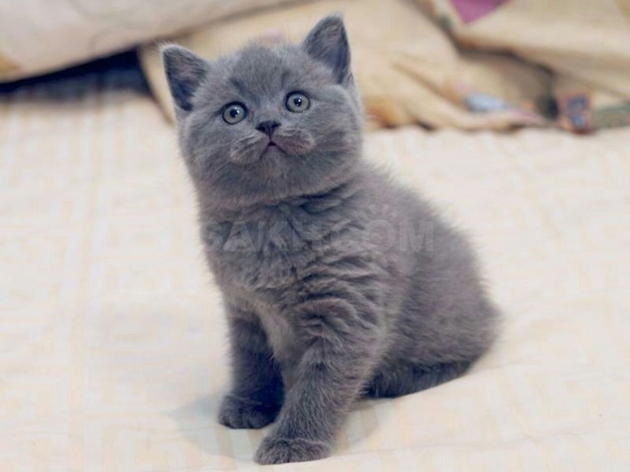 Британские котята скоттиш страйт