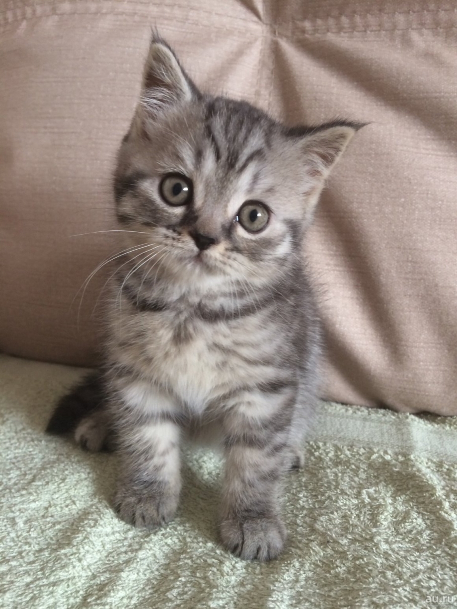 Серый котенок британец