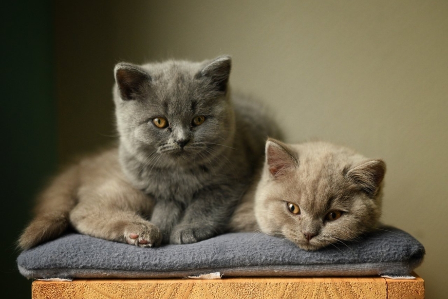 Фильм про серого кота