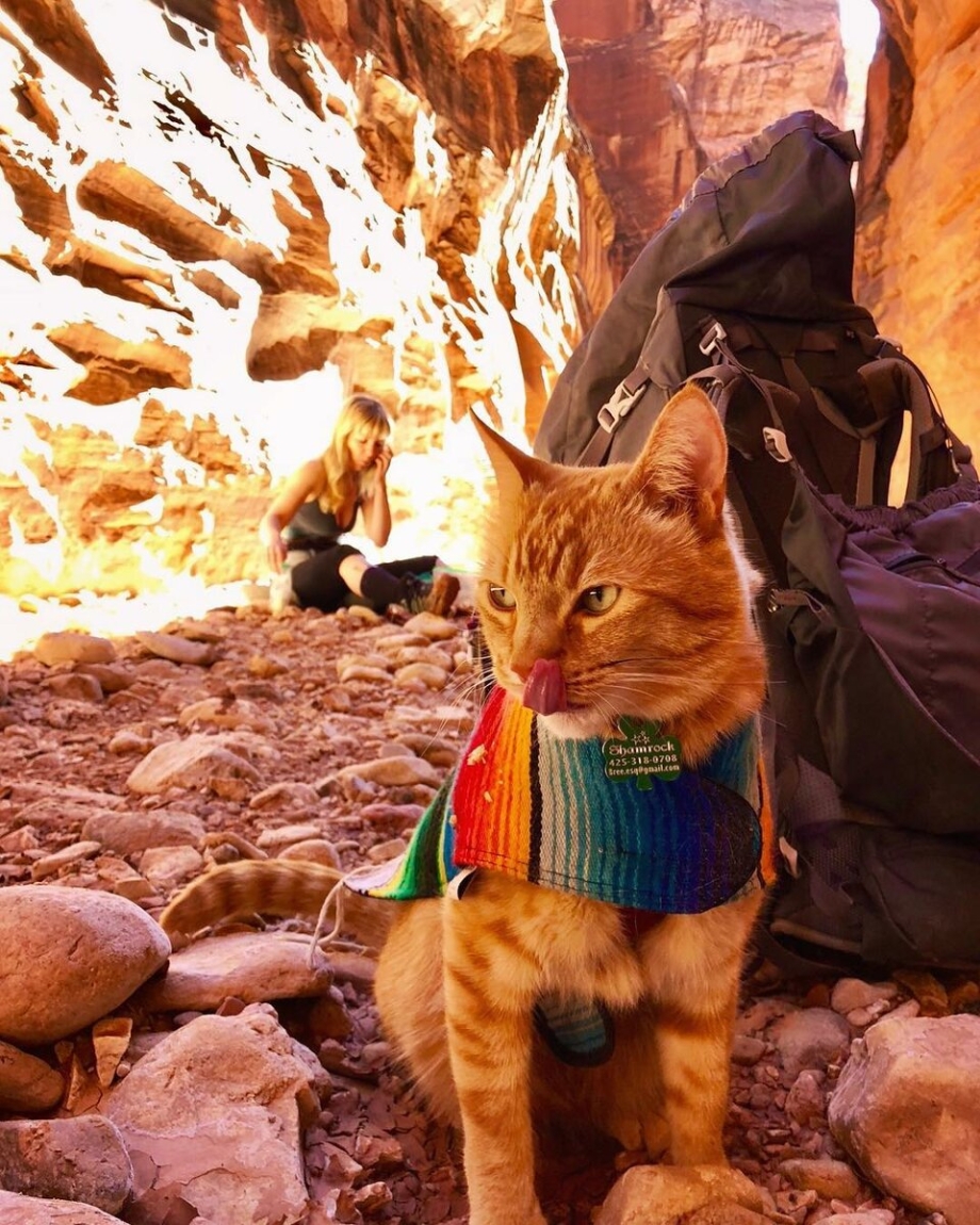Коты путешественники