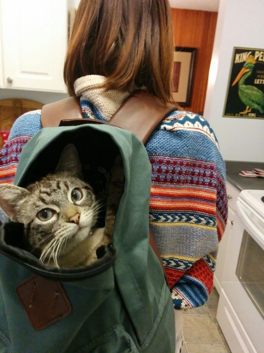 Рюкзак коты