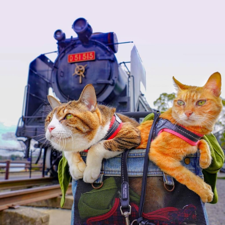 Коты путешественники