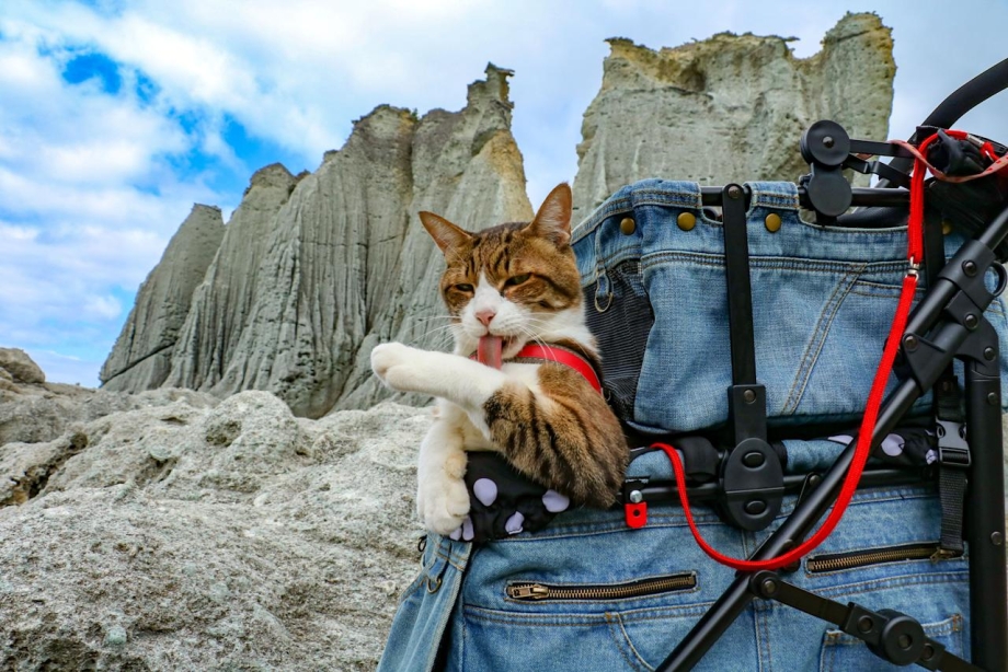 Коты путешественники