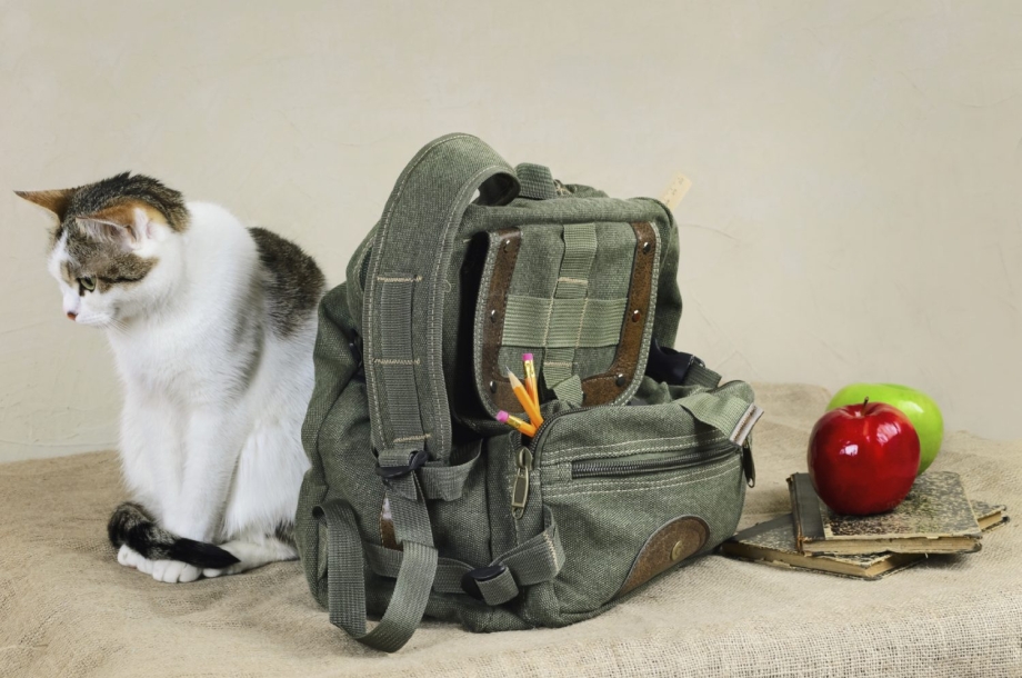 Рюкзак с котятами