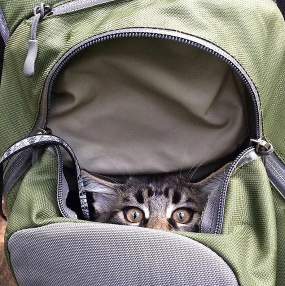 Сумка котик