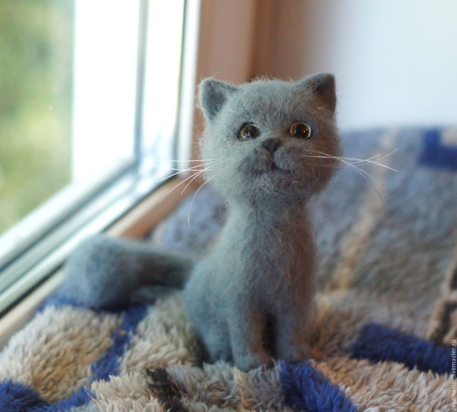 Сибирский голубая кошка короткошерстная