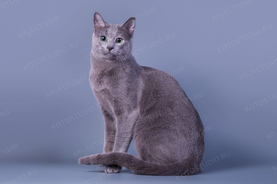 Архангельская голубая кошка