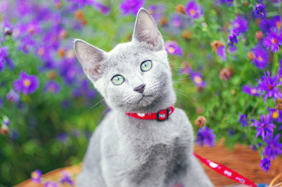 Синяя кошка