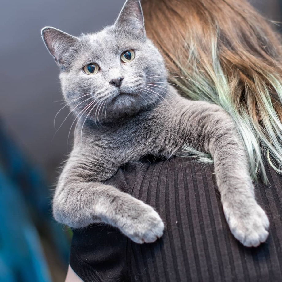 Молодая кошка