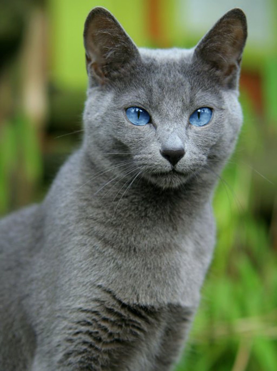 Сибирский голубая кошка короткошерстная