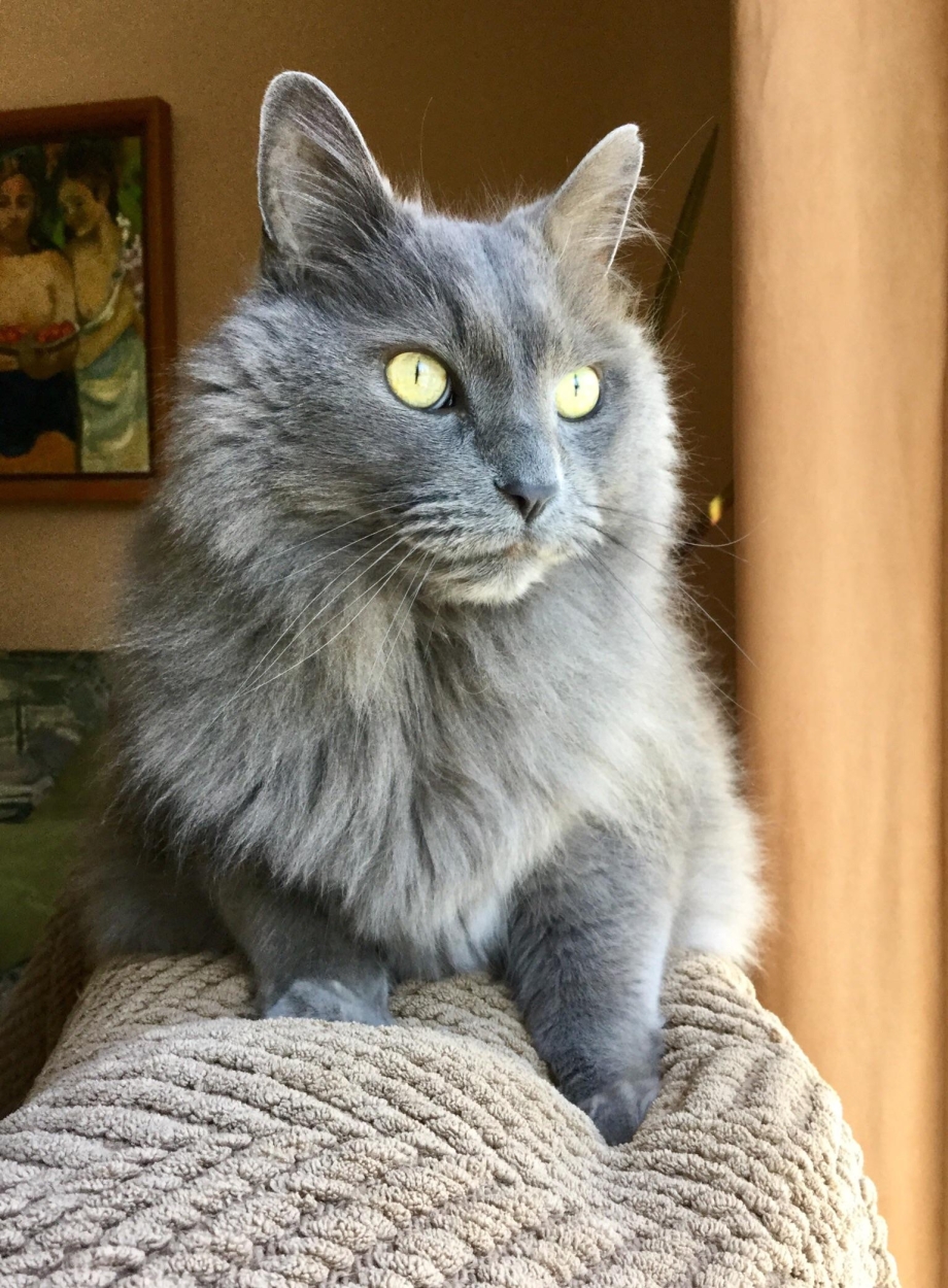 Шотландская короткошёрстная кошка голубая