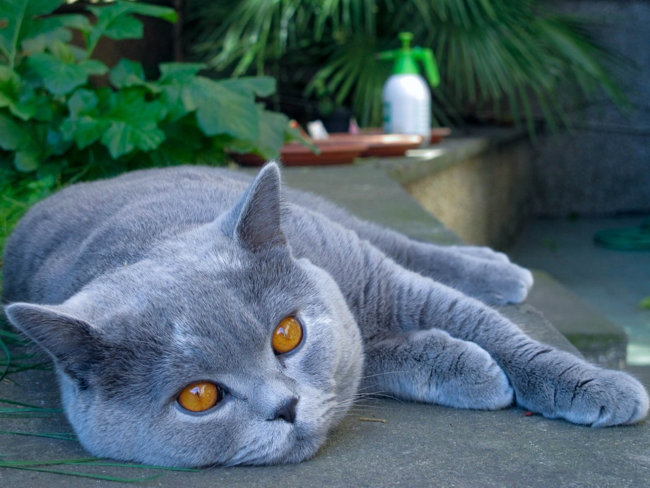Коты картинки