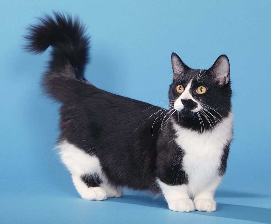 Коты породы Манчкин
