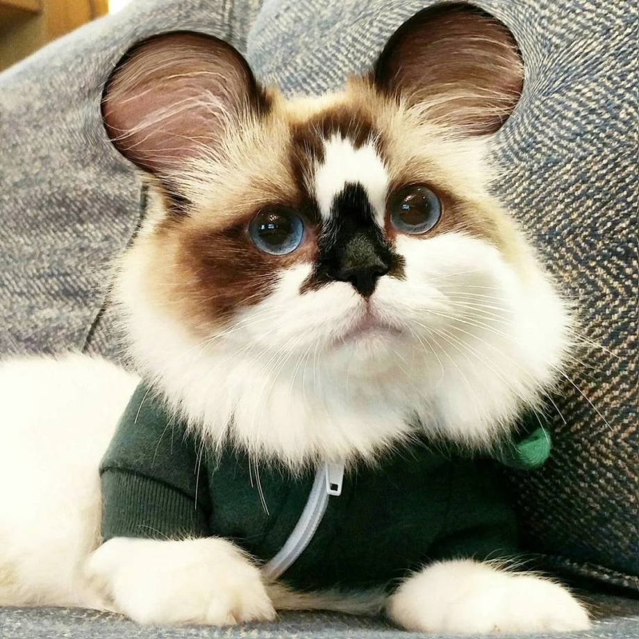 Манчкин кошка рыжая