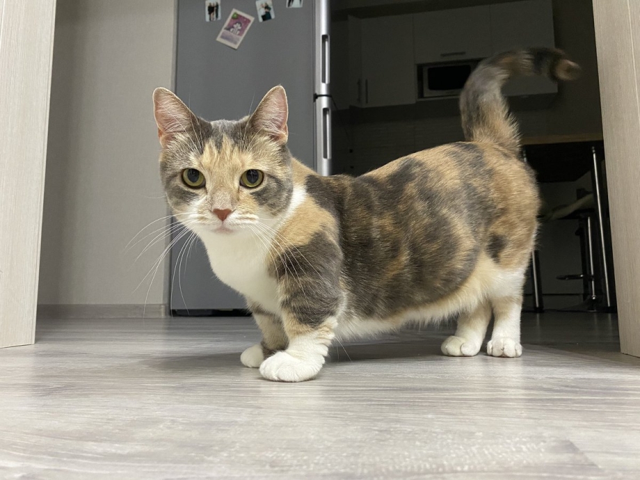 Сиамская кошка Манчкин