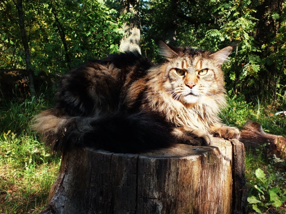 Дикие коты Мейн кун