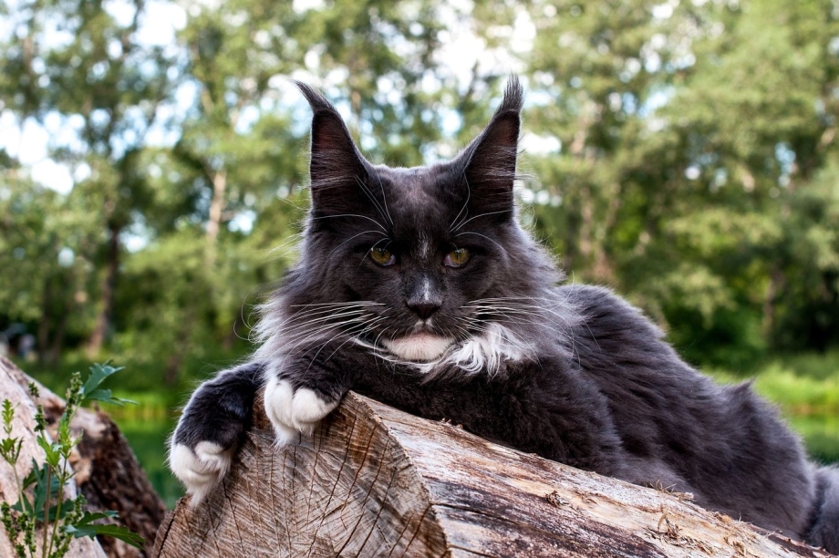 Коты породы мэйкун
