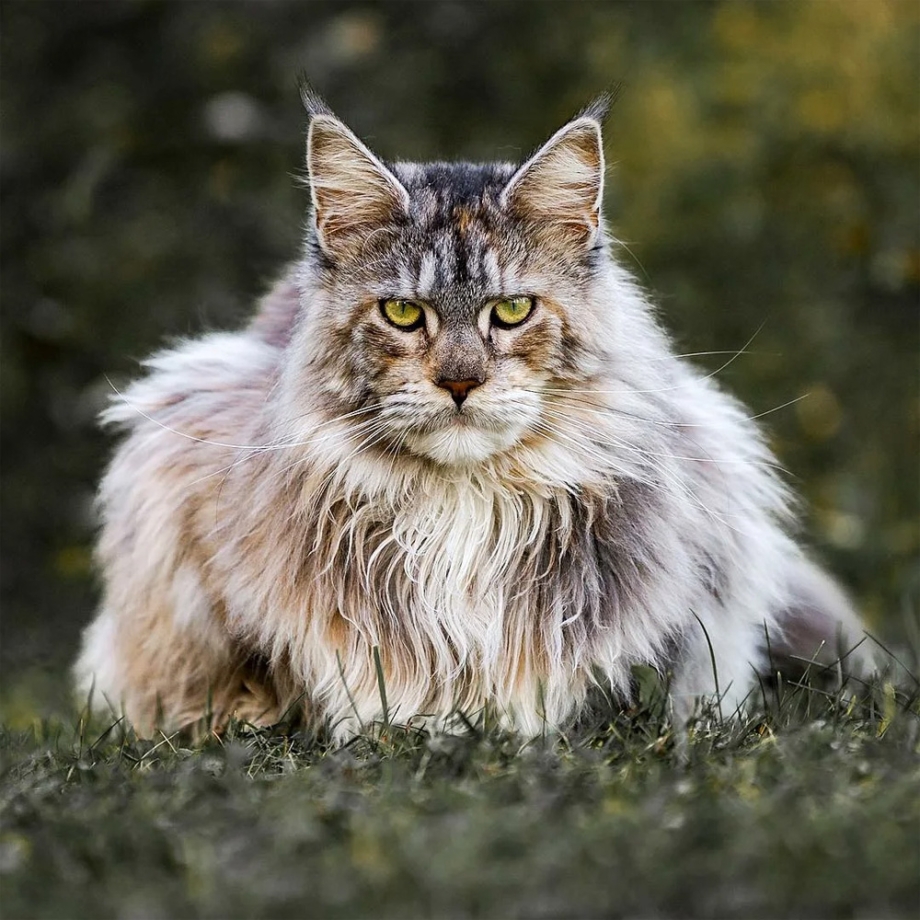 Королевский Мейн кун