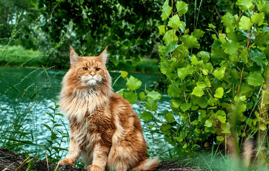 Дикие коты Мейн кун