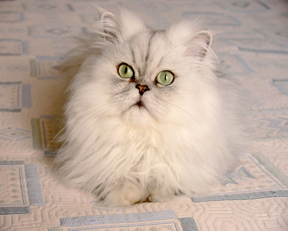 Персидская кошка белая