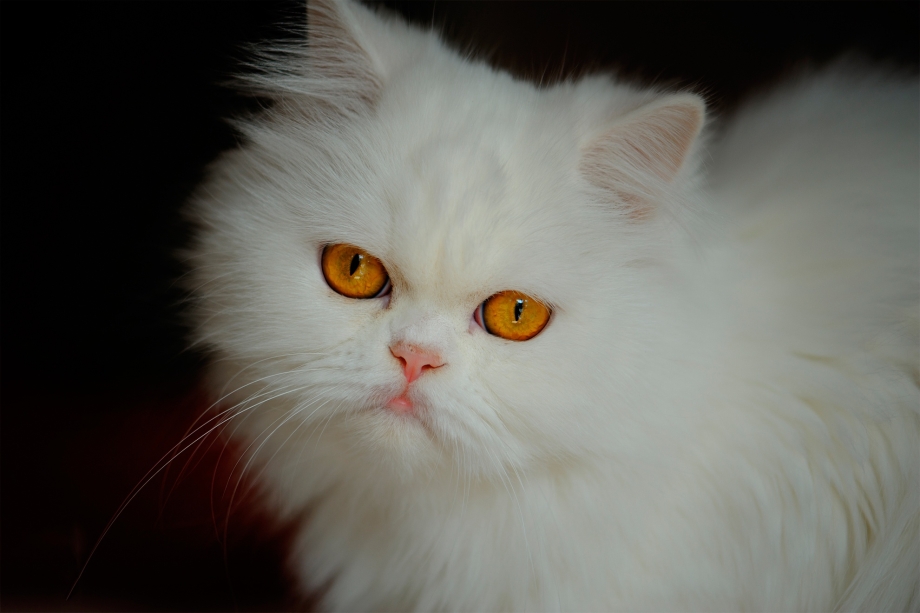 Персидская кошка альбинос