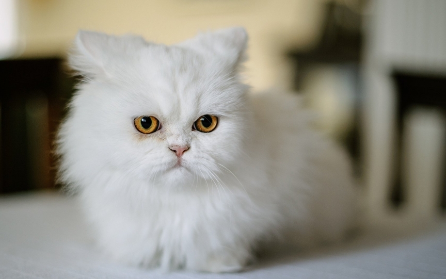 Персидская кошка