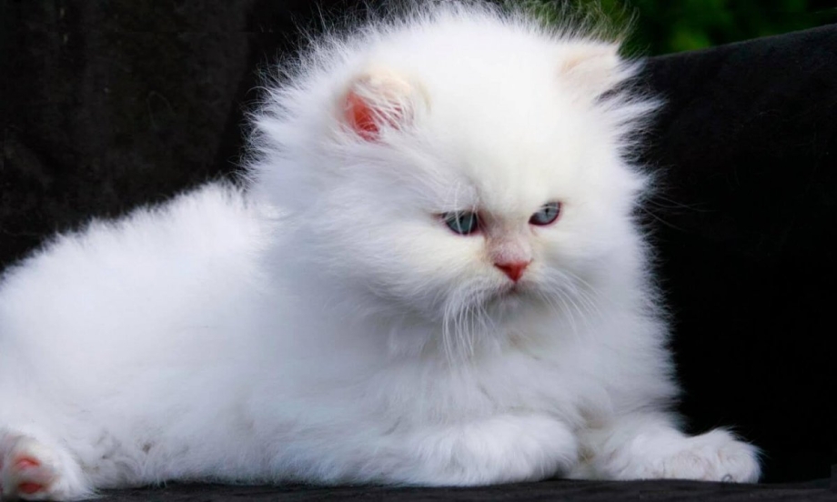 Белый персидский котенок