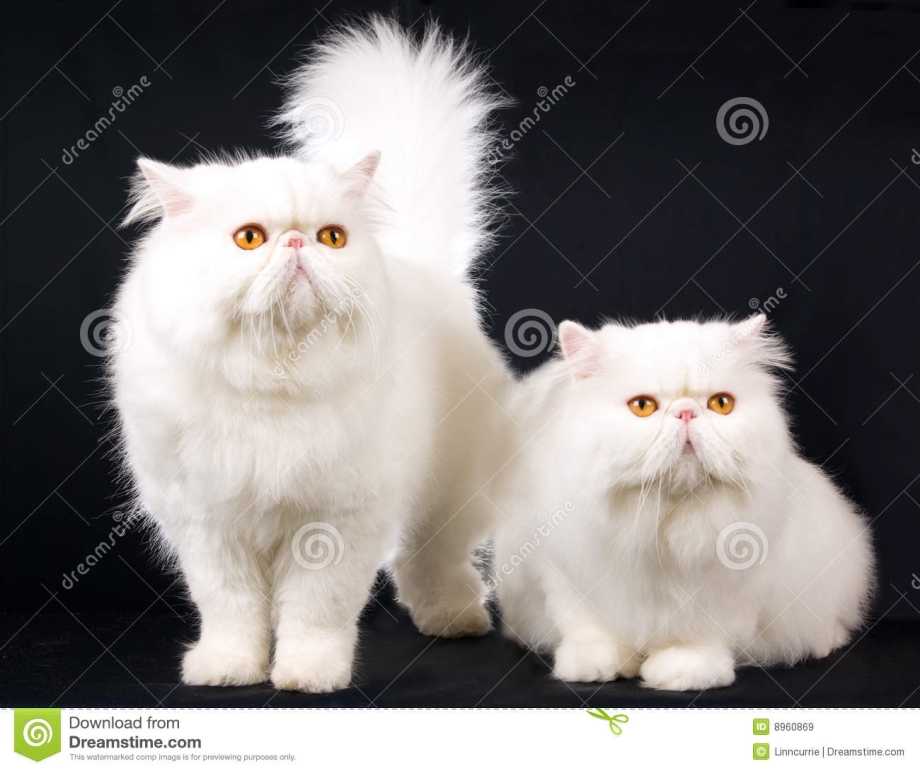 Персидская кошка