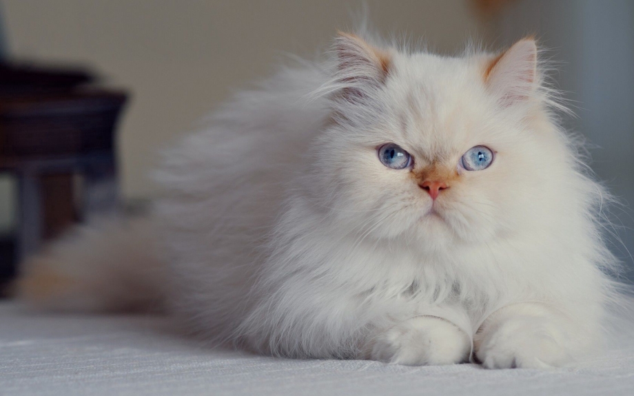 Персидская кошка