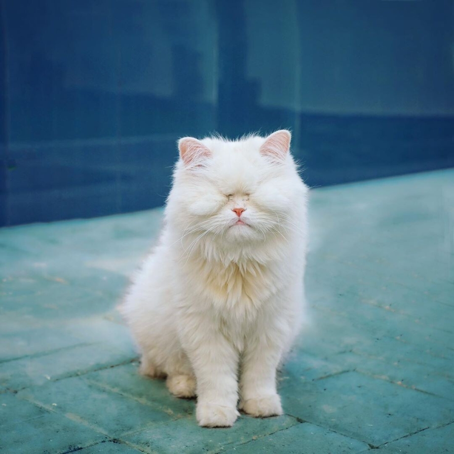 Персидский кот с разными глазами