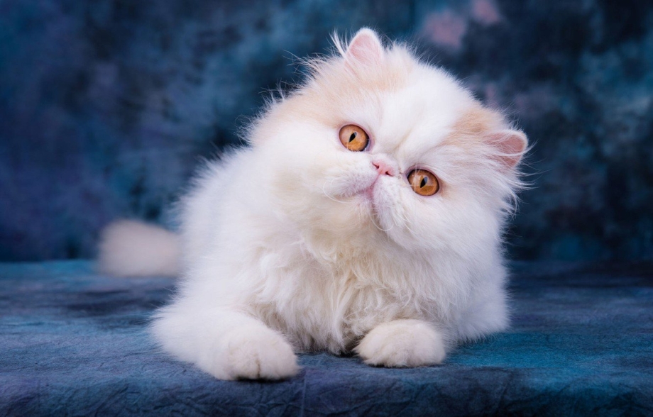 Персидская кошка белая