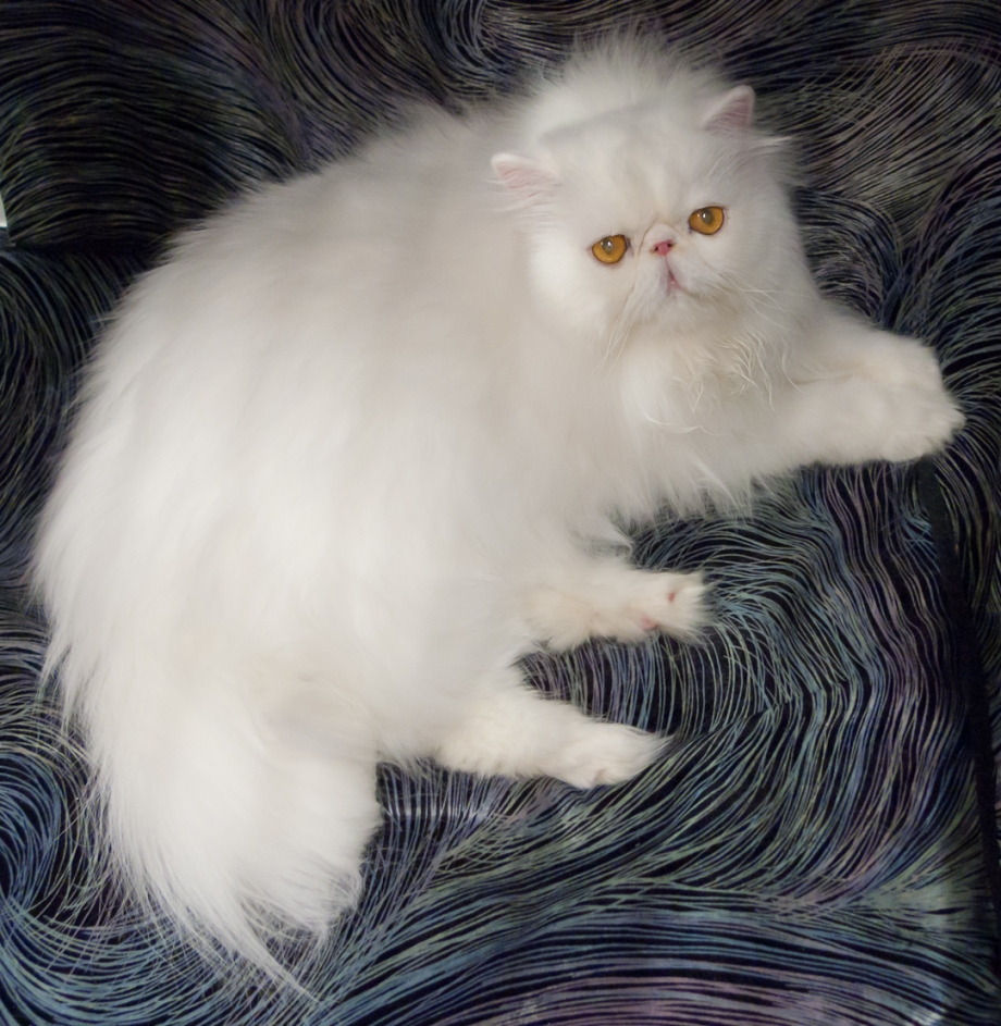 Персидская кошка