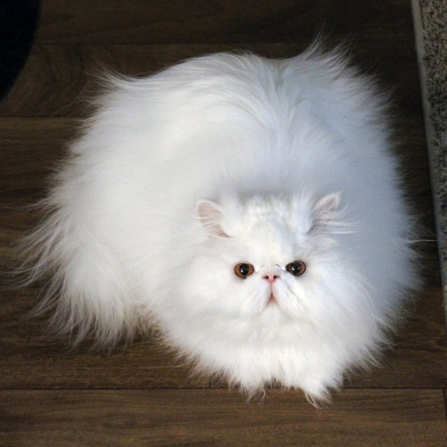 Персидский котенок белый пушистый