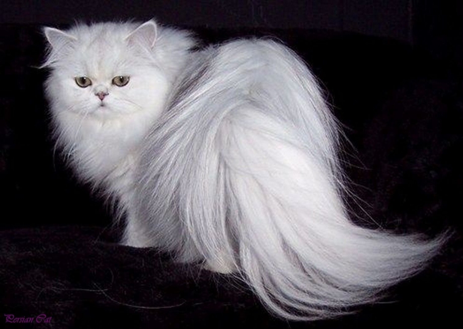 Кошка с длинной шерстью