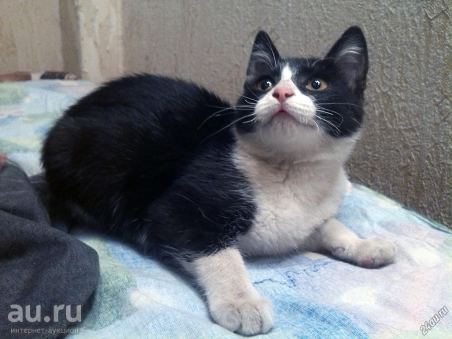 Котенок Феликс из рекламы