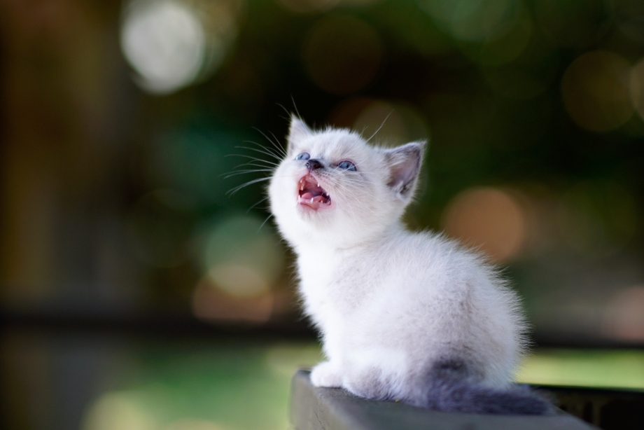 Маленькие котята мяукают
