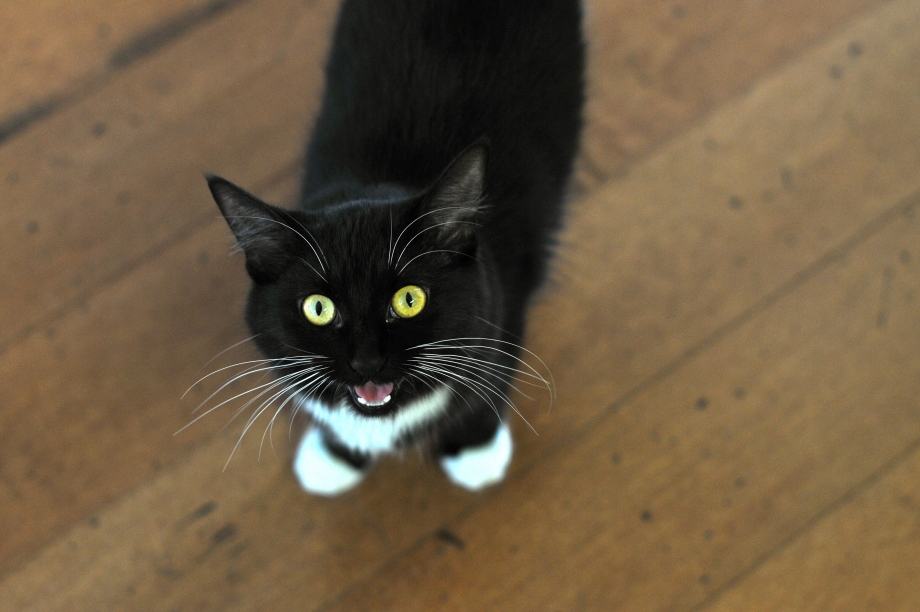 Мяуканье котят