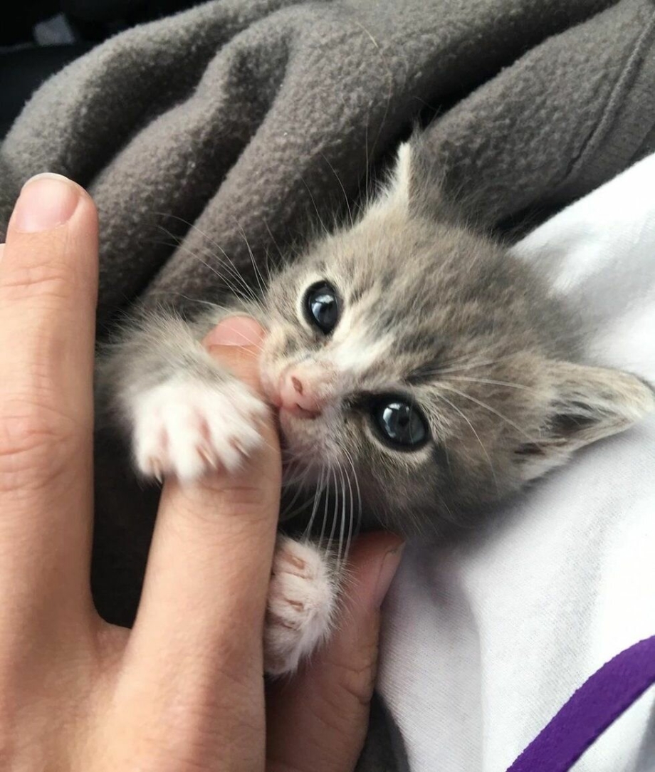 Маленький котик мяукает