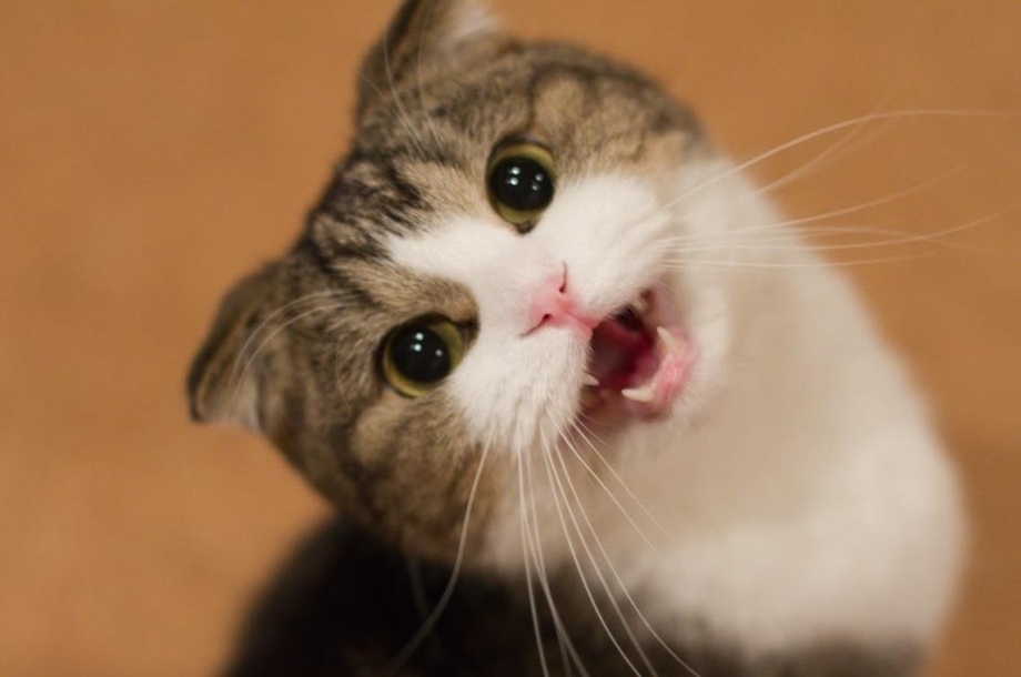 Милые котята мяукают