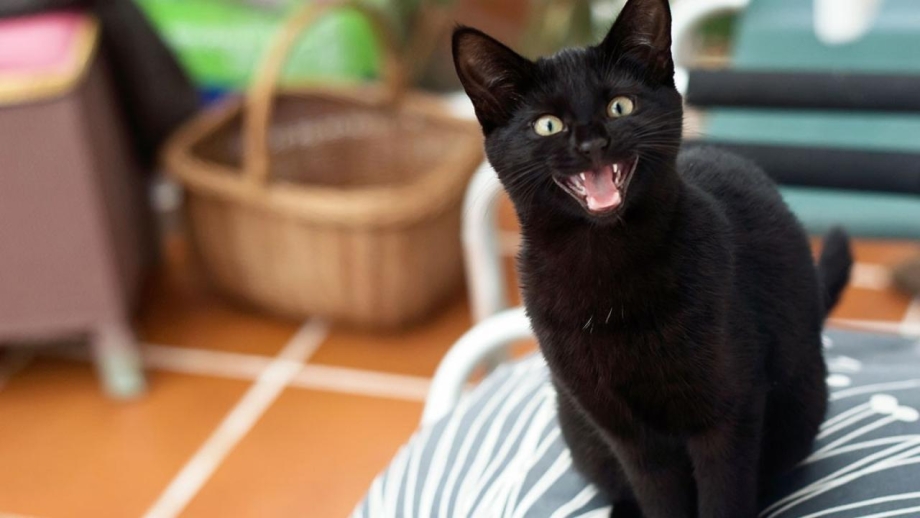 Чёрный кот